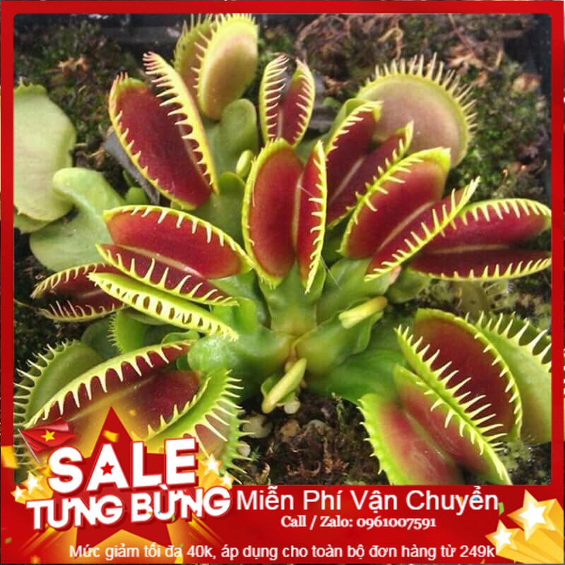 Hạt Giống Cây Ăn Thịt [ Tặng bộ dụng cụ làm vườn Mini 3 món ]