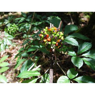 CÂY GIỐNG SÂM NGỌC LINH - CGSNL