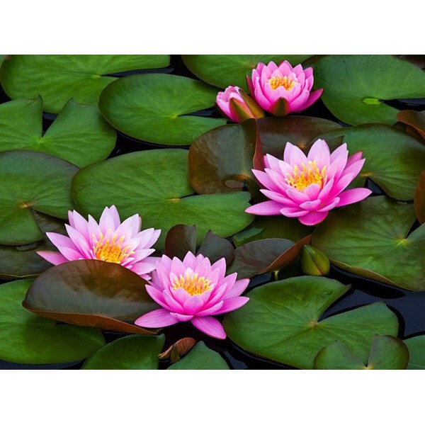 Phân viên nén hữu cơ Golden Flowers Thailand chuyên bón cây sen, súng và các loại thủy sinh khác vỉ 14 viên