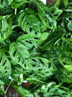 Combo 1 cây Monstera và 1 chậu trầu bà lá lỗ
