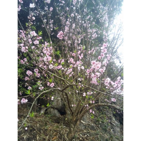 Cây đào mộc châu
