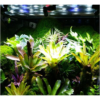 Pec phun sương siêu mịn Mius (1-2-4 đầu) [Phụ kiện bán cạn - tưới cây, hoa tự động]