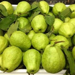 cây giống ổi lê sẵn quả