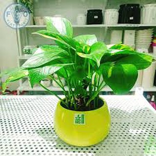 CHẬU CÂY VẠN NIÊN THANH LEO, LÁ XANH,CÂY PHONG THỦY MANG TÀI LỘC CHO GIA CHỦ