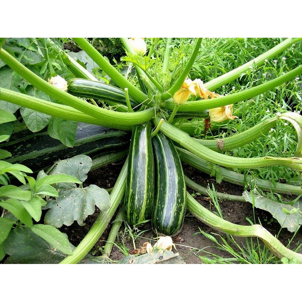 Hạt giống bí ngồi xanh, túi 20 hạt