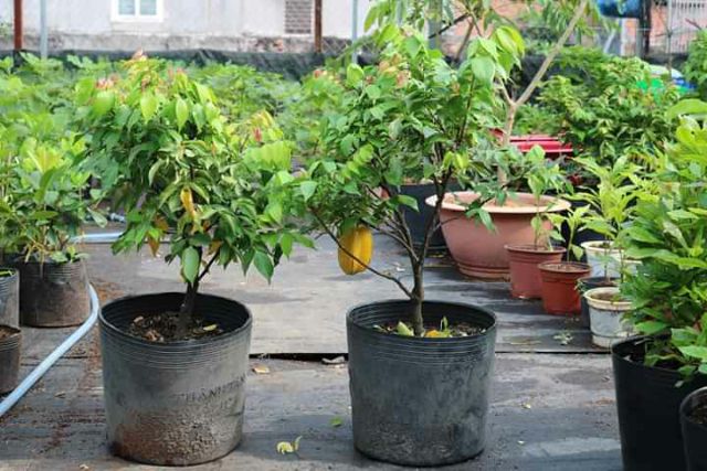 Cây 🌲 khế Thái.... đang trái