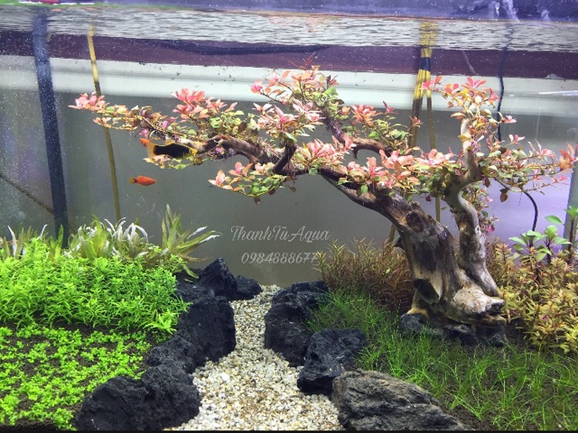 Bể cá thủy sinh Demo Thế Đào Tết