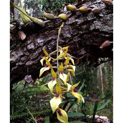 Hoa Lan đơn hành HOA TẾT