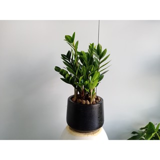 Chậu cây kim tiền để bàn