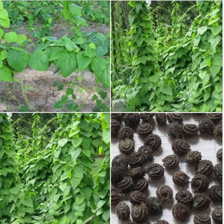 Combo 3 gói Hạt giống sương sâm lông ( 3 gói 90 hạt )