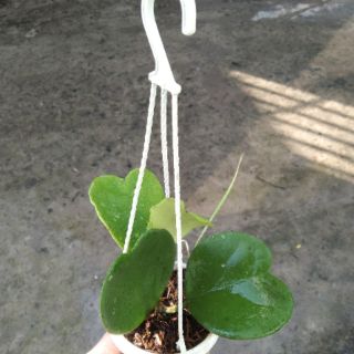 Cẩm cù trái tim