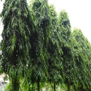 bầu cây HOÀNG NAM cây giống
