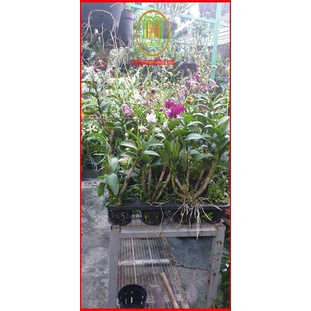 1kg phân chì Nhật tan chậm túi lưới  khoảng 90-100 túi bón hoa lan và cây kiểng , phân tan chậm có kiểm soát