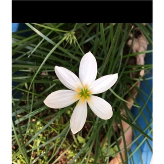 Củ huệ mưa