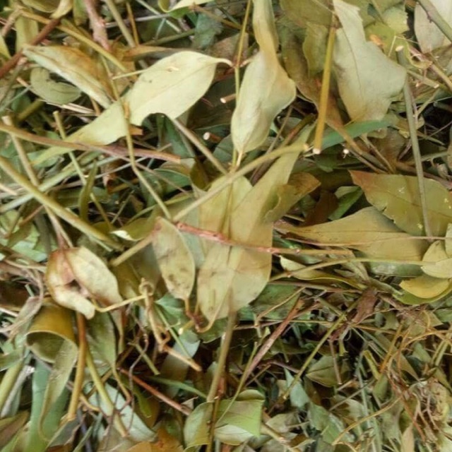 Chè vằng lợi sữa giảm cân