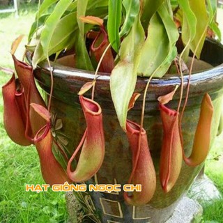Hạt Giống Cây Nắp Ấm (Hạt Giống Ngọc Chi) - 10 Hạt