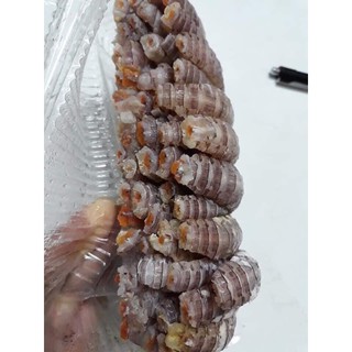 Nõn Bề Bề 1