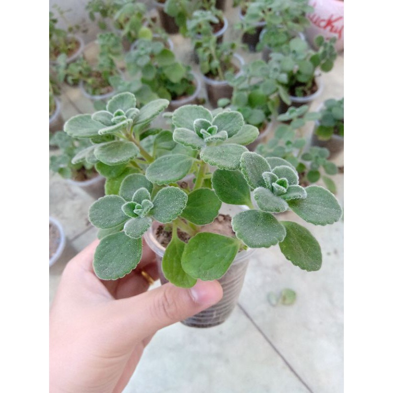 Nhất mạt hương, sen thơm, sen đá lá thơm.