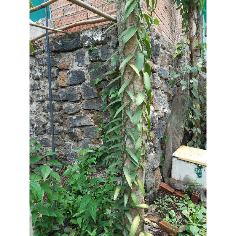 cành lan vanila
