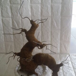 Gốc cây bonsai dáng rồng