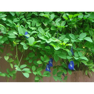 Hạt giống hoa đậu biếc (gói 20 hạt)