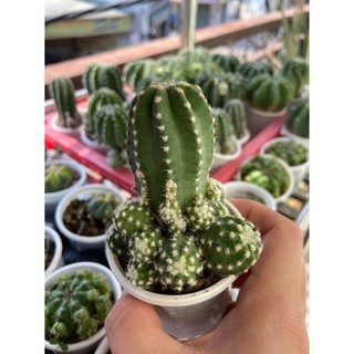 XƯƠNG RỒNG ECHINO