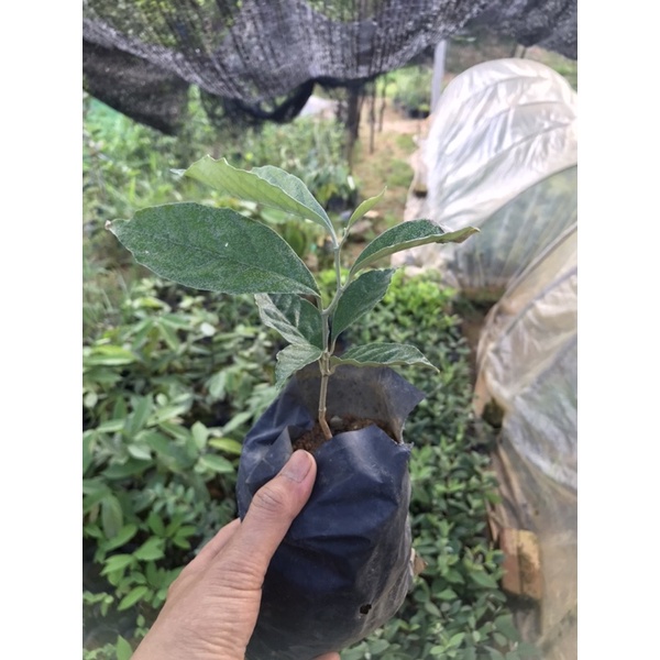 Cây nhót ngọt quả to