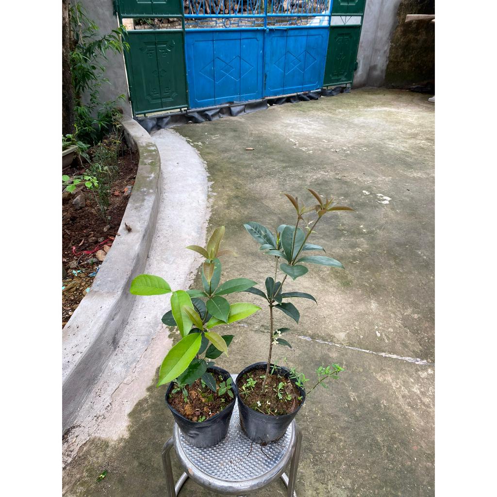 Cây mộc hương ta hoa vàng cao 35->45cm