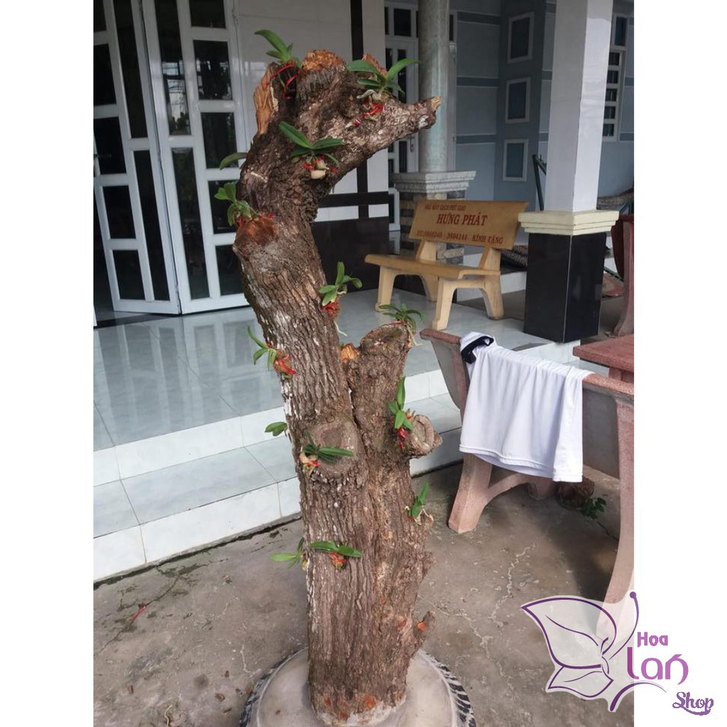 Lan Đai Châu - Ngọc Điểm 🍀MUA 5 TẶNG 1🍀 Cây Giống Nhiều Màu
