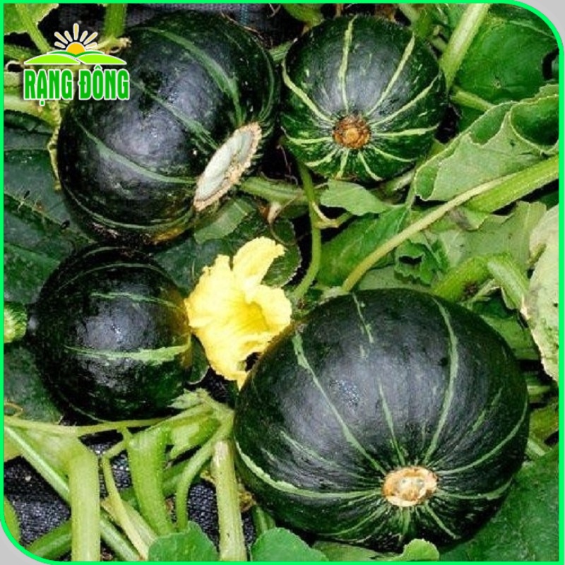 Hạt giống Bí Đỏ Nhật lai F1 dễ trồng, trái to, thịt dày, thơm, ngon (gói 5 hạt) - Hạt giống Rạng Đông