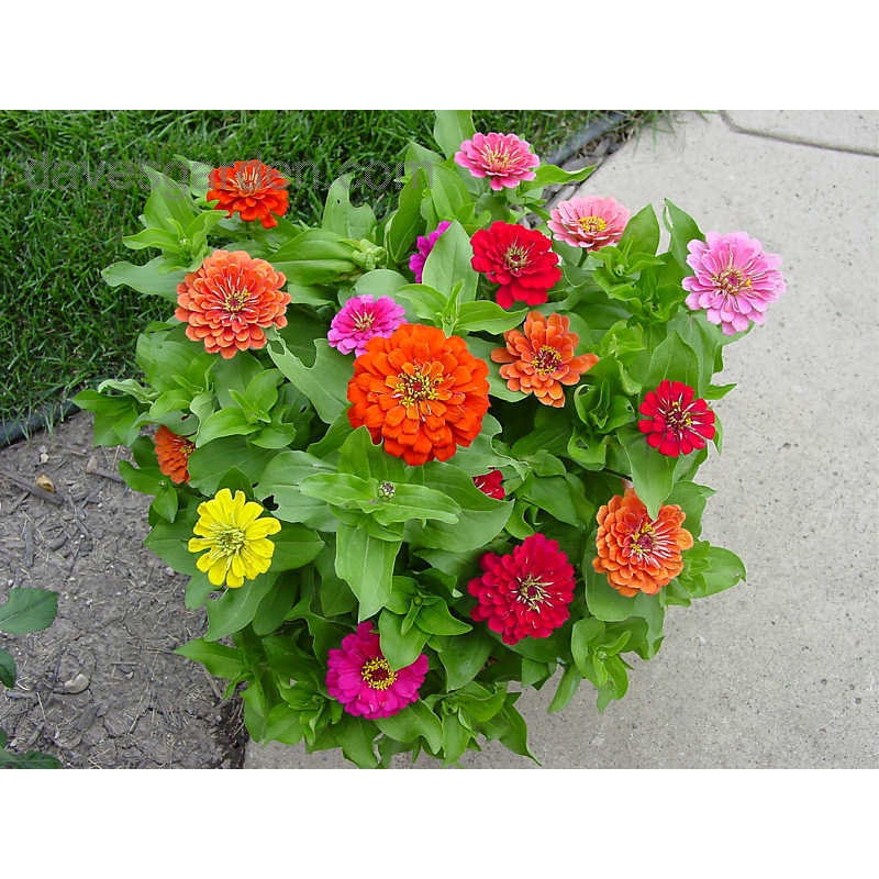 Hạt giống hoa cúc lá nhám cao nhiều màu đẹp trồng chậu, sân vườn ban công tỷ lệ nảy mầm cao 0,1g GIANT ZINNIA 223
