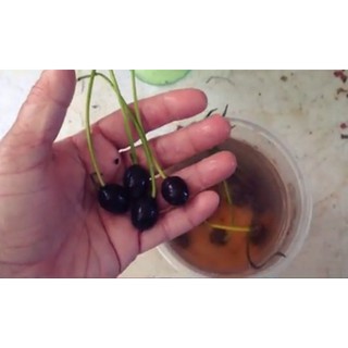 COMBO 50 HẠT SEN NHẬT