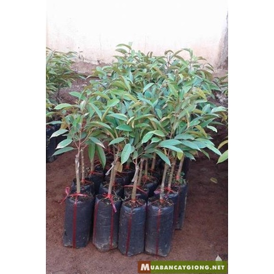 CÂY SẦU RIÊNG-GIÁ TRỊ KINH TẾ CAO-CÂY CAO 50-60CM
