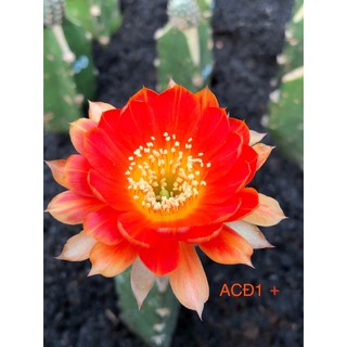 Lobivia mã: ACĐ1+