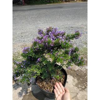 Cây Linh Sam Bonsai Bụi - Chậu Bonsai