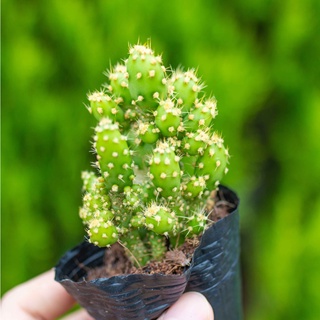 Xương rồng xanh cỡ nhỏ - Vườn sen đá