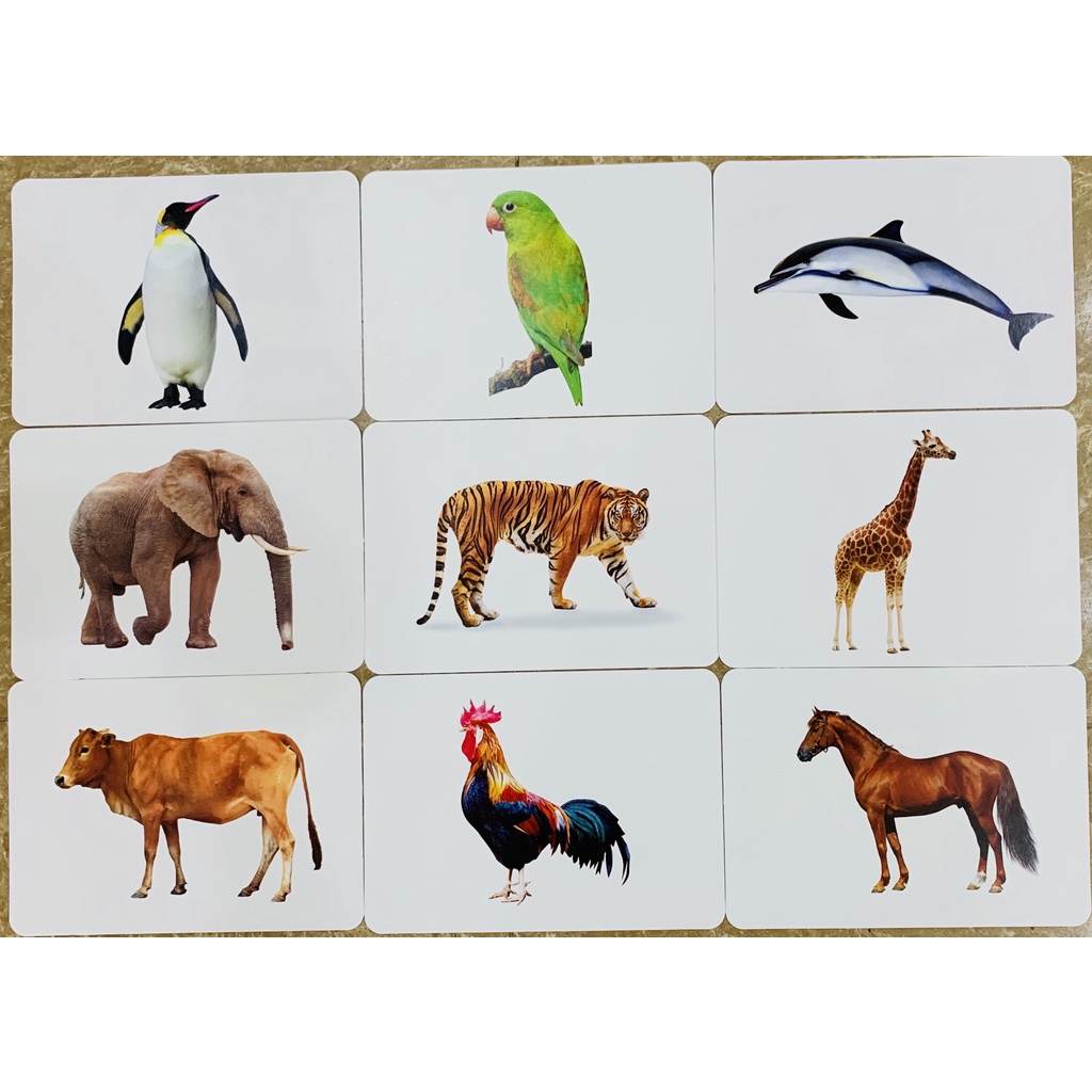 Combo 3 Bộ FLASHCARD GLENN DOMAN 281Thẻ Gồm Thẻ Chấm+Thẻ Chữ+TGXQ