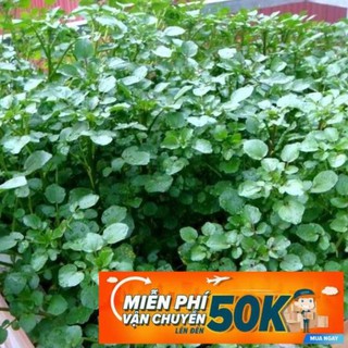 1g Hạt giống Xà lách xoong