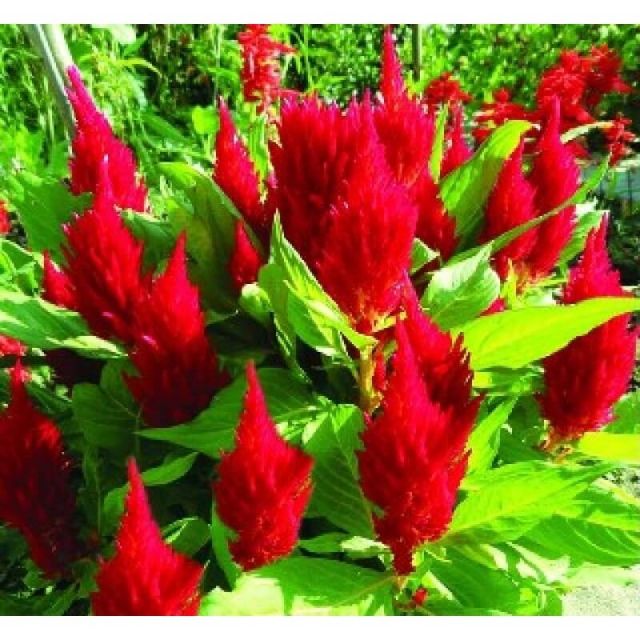 Hạt Giống Hoa Mào Gà Đuôi Phụng  Đỏ Vàng