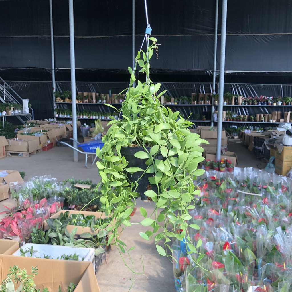 Cây dollar - dola giỏ treo ngọn dài 20cm sum suê lá tròn bắt mắt thích hợp trang trí ban công