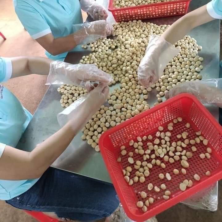 Hạt macca sấy nứt vỏ cao cấp đặc sản Daklak 500g - Đồ ăn vặt, ăn tết ngon