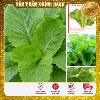 Hạt giống cải bẹ vàng Hà Giang
