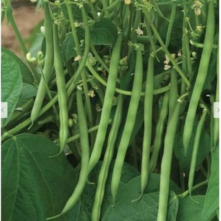 Hạt giống đậu cove bụi siêu trái