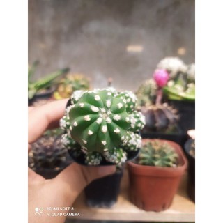 Xương Rồng Echino (sz~5cm)