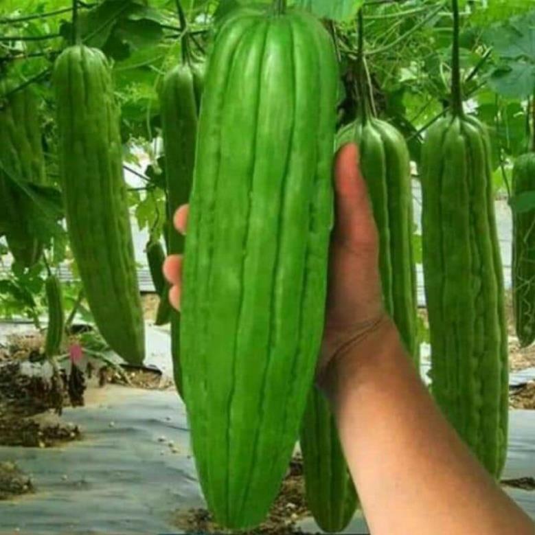 mướp đắng khổng lồ 1gr