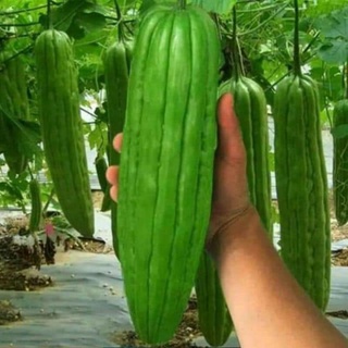 Mướp đắng khổng lồ 1gr