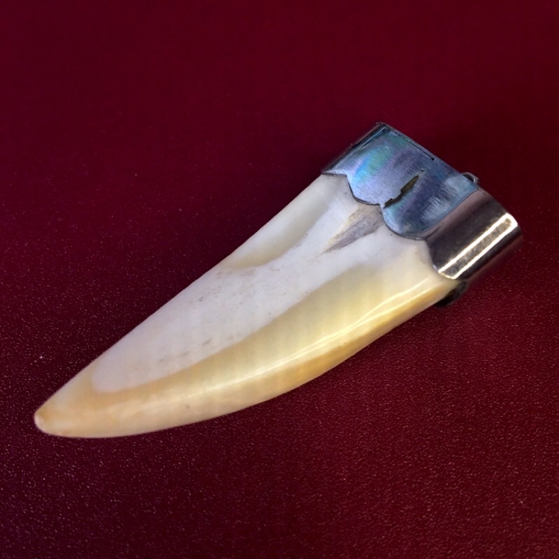 RĂNG NANH SIZE TRUNG LÀM MẶT DÂY CHUYỀN