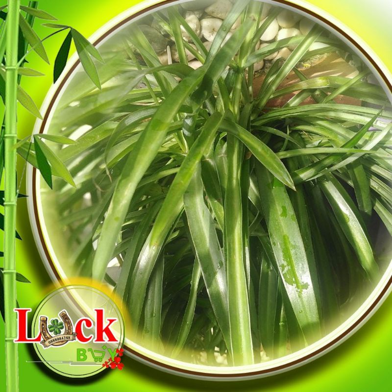 Ngải Chiêu Tài Hút Khách - Ngải Nàng Sắc