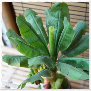 Hạt giống Chuối cảnh - Gói 3 hạt