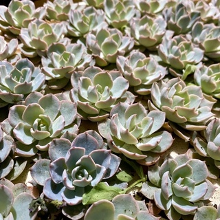 🌼 SEN ĐÁ HỒNG PHẤN SIZE VỈ // LỖI 1 ĐỔI 1 CHUẨN ĐÀ LẠT ♥️
